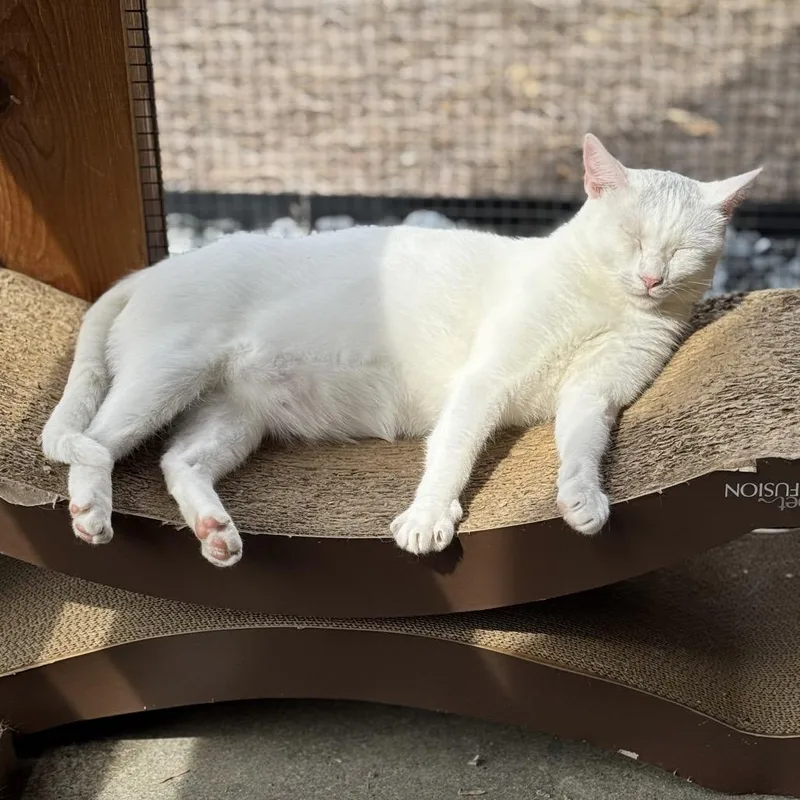 An adult medium-sized female Domestic Short Hair cat named Pebbles for adoption in Cumming, GA