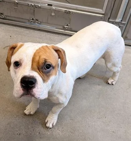 A young medium-sized female White / Cream Bulldog dog named Marina for adoption in Cleveland, OH