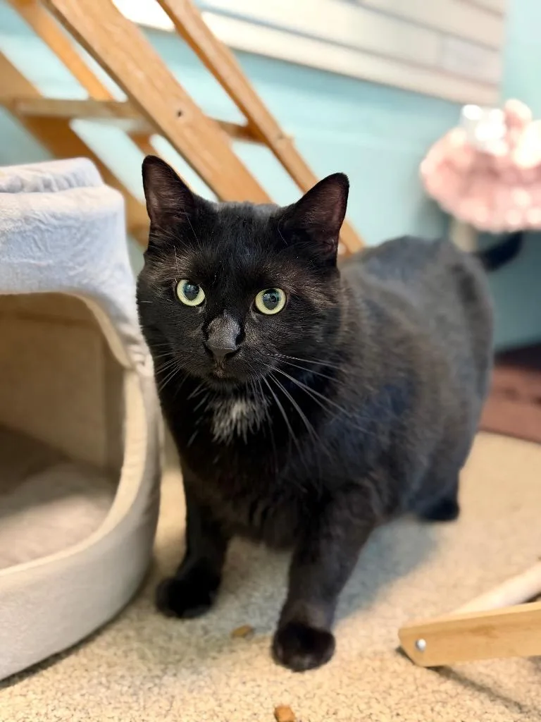 An adult medium-sized male Domestic Medium Hair cat named Sir Chonk for adoption in Cape Coral, FL
