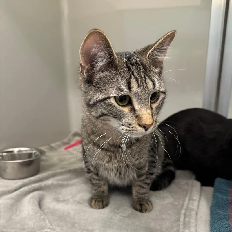 An adult medium-sized male Brown / Chocolate Domestic Short Hair cat named Rollo for adoption in Saint Charles, MO