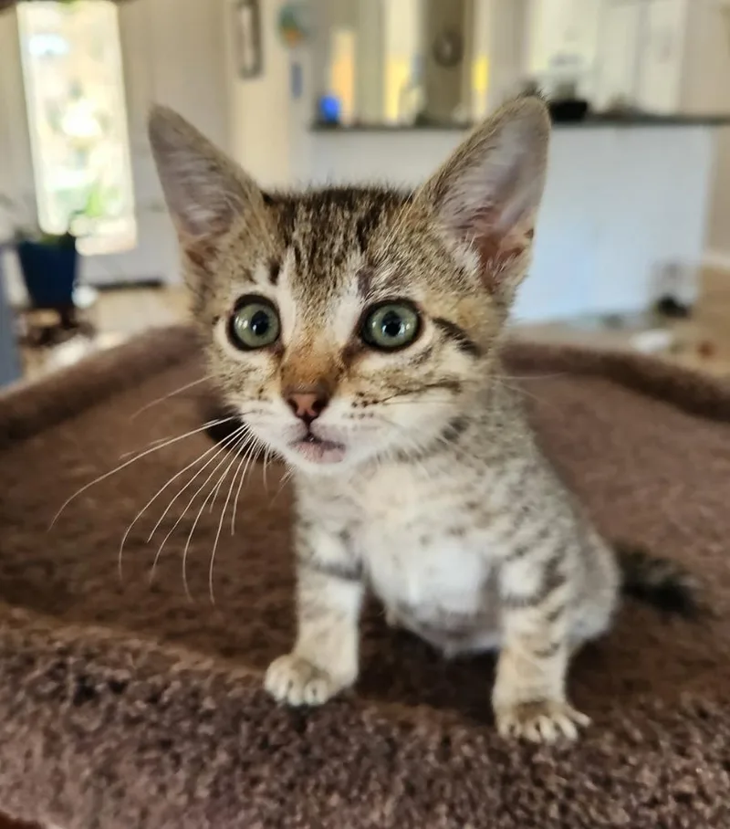 A baby small-sized male Domestic Short Hair cat named Lucky for adoption in San Jacinto, CA