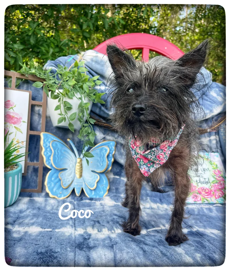 An adult small-sized female Cairn Terrier dog named Coco for adoption in Sebring, FL
