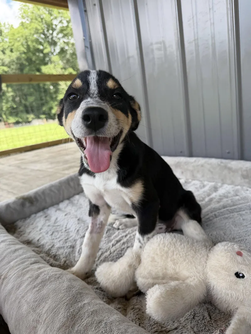 A baby medium-sized female Australian Cattle Dog / Blue Heeler dog named Vera for adoption in Nashville, TN