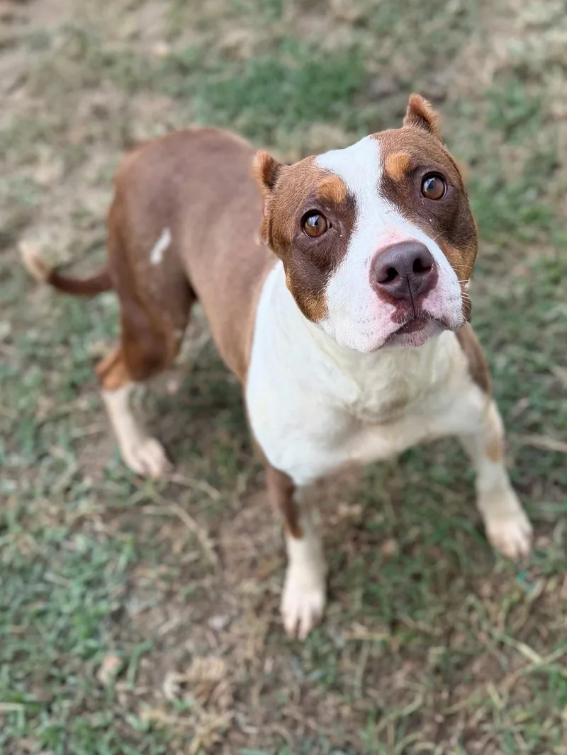 An adult medium-sized female Bicolor Mixed Breed dog named Rue for adoption in Summerdale, AL