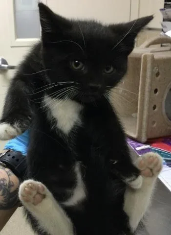 A baby small-sized female Domestic Short Hair cat named Boo for adoption in Riverside, CA