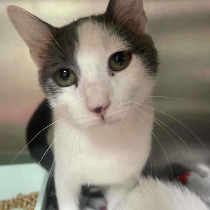 A baby medium-sized male Domestic Short Hair cat named Avalanche for adoption in Valley, AL