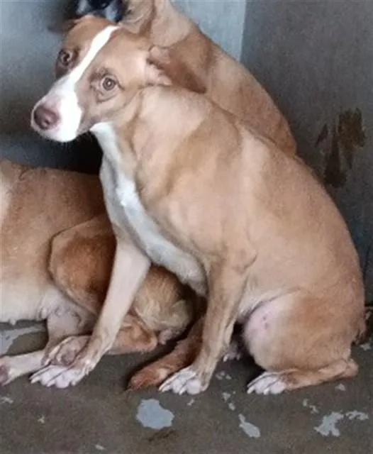 A young medium-sized female Pit Bull Terrier dog named Ginger for adoption in San Bernardino, CA