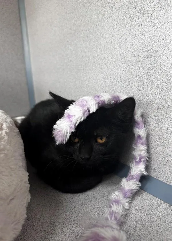 A baby small-sized male Domestic Short Hair cat named Sycamore for adoption in Skillman, NJ