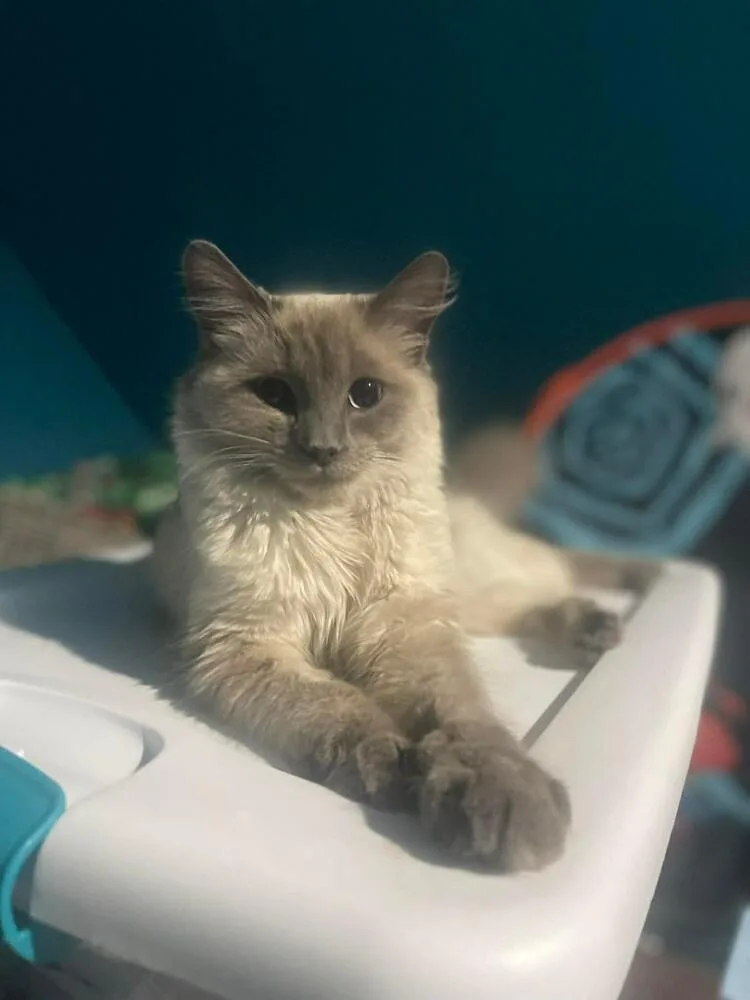 A young small-sized female Ragdoll cat named Sassy for adoption in WARNER ROBINS, GA