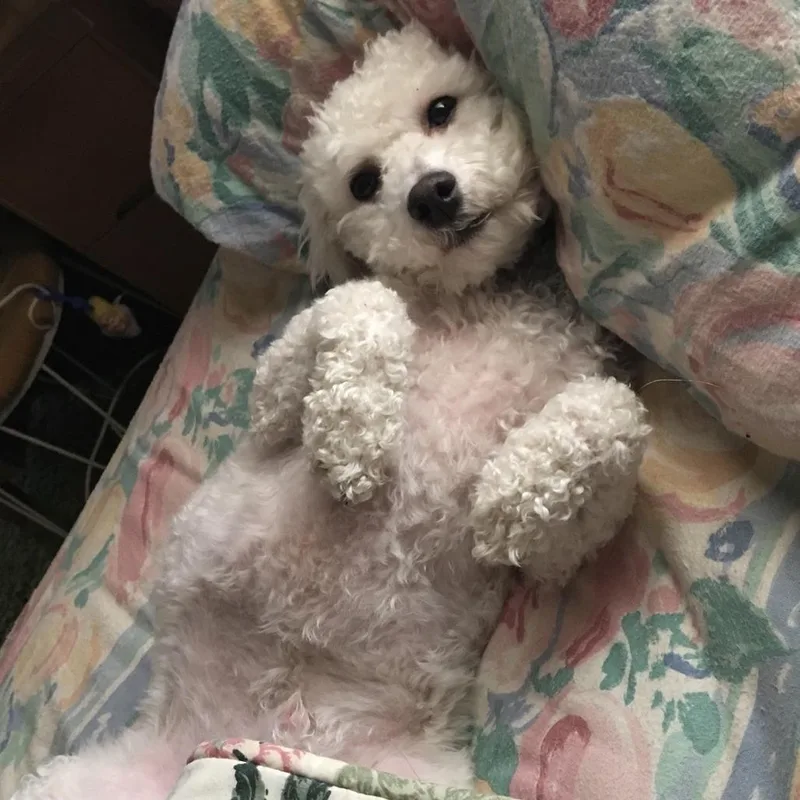 A senior small-sized male White / Cream Bichon Frise dog named Teddy for adoption in Edwards, IL