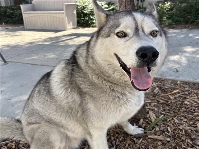 An adult large-sized male Siberian Husky dog named Sam for adoption in San Pedro, CA
