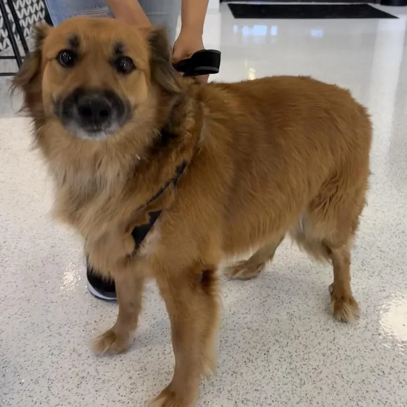 A senior large-sized male Yellow / Tan / Blond / Fawn Golden Retriever dog named Sullivan A for adoption in Mission Hills, CA