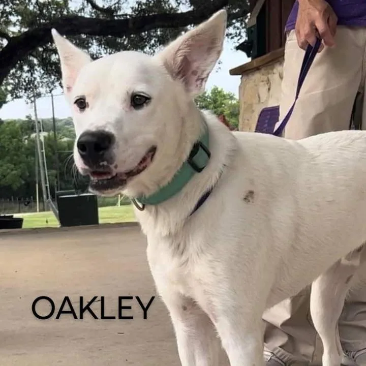 Oakley thumbnail 2
