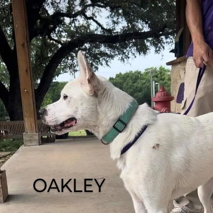 Oakley thumbnail 5