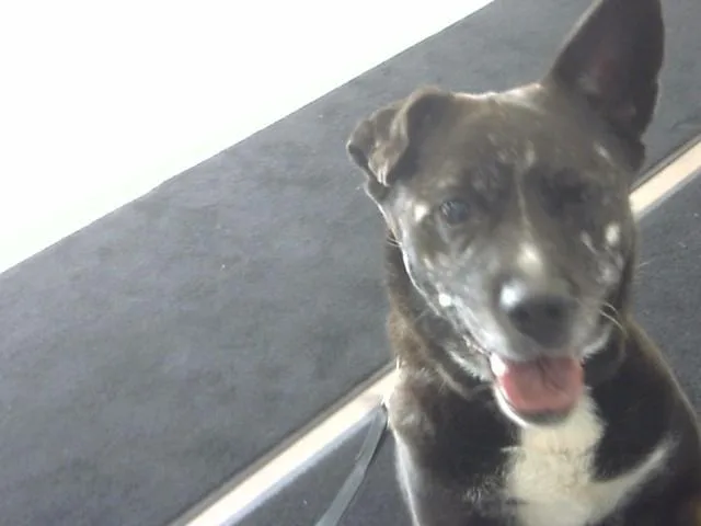 A young medium-sized female Australian Cattle Dog / Blue Heeler dog named Vegas for adoption in Toledo, OH