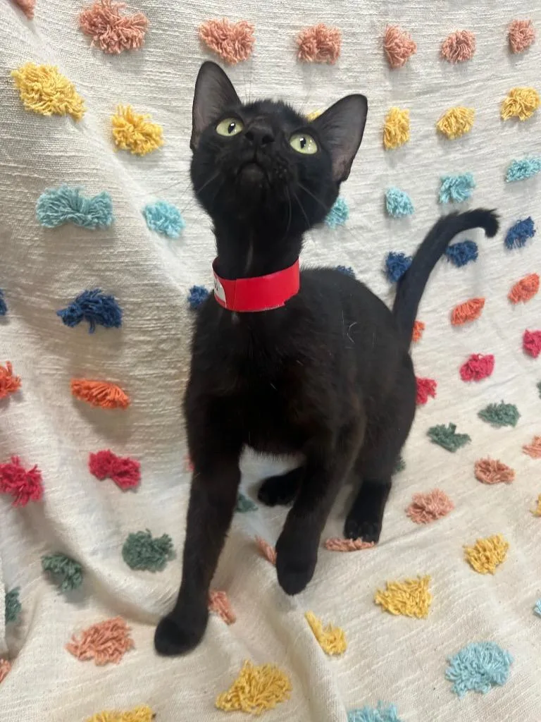 A young medium-sized female Domestic Short Hair cat named Gloria for adoption in Denham Springs, LA
