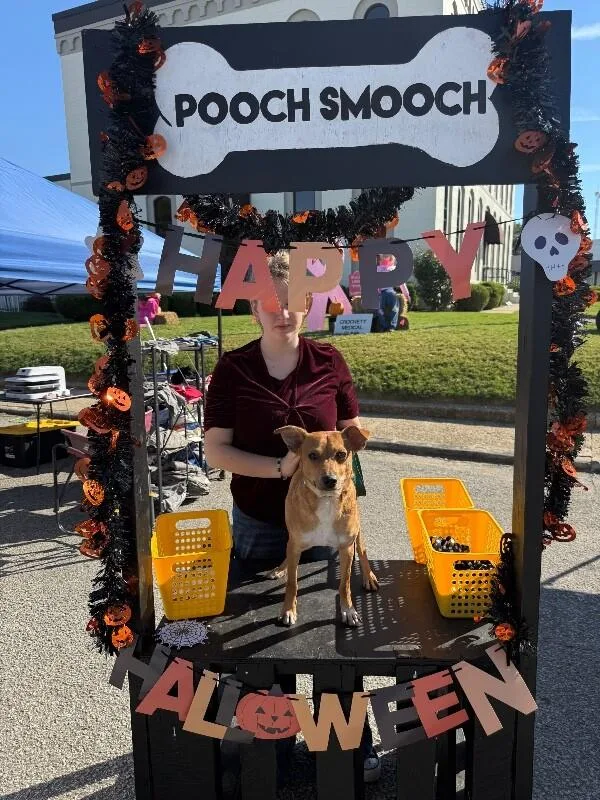 An adult small-sized male Chihuahua dog named Jack for adoption in Alamo, TN