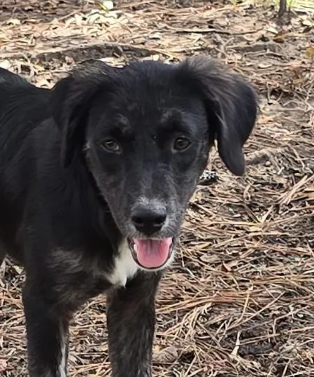 A baby medium-sized female Brindle Labrador Retriever dog named Fluffy for adoption in Tomball, TX