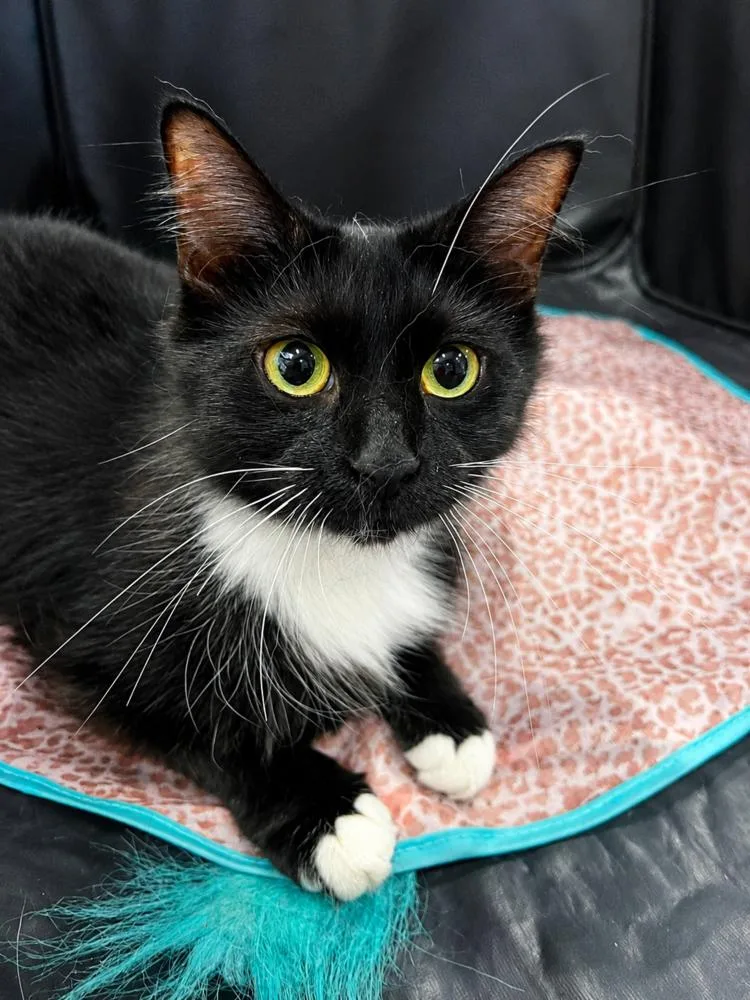 A young small-sized female Black & White / Tuxedo Domestic Long Hair cat named Lorelai for adoption in Chicago, IL