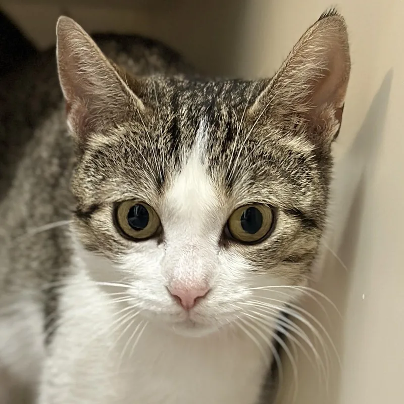 An adult medium-sized female Tabby (Brown / Chocolate) Domestic Short Hair cat named Jill for adoption in Victor, NY