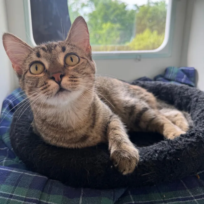 A young medium-sized female Brown / Chocolate Domestic Short Hair cat named Sasha for adoption in Saint Charles, MO