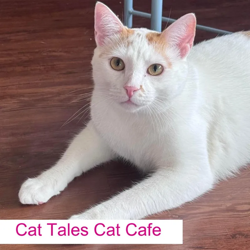 An adult large-sized male White Domestic Short Hair cat named Cuddlebug for adoption in Chapel Hill, NC
