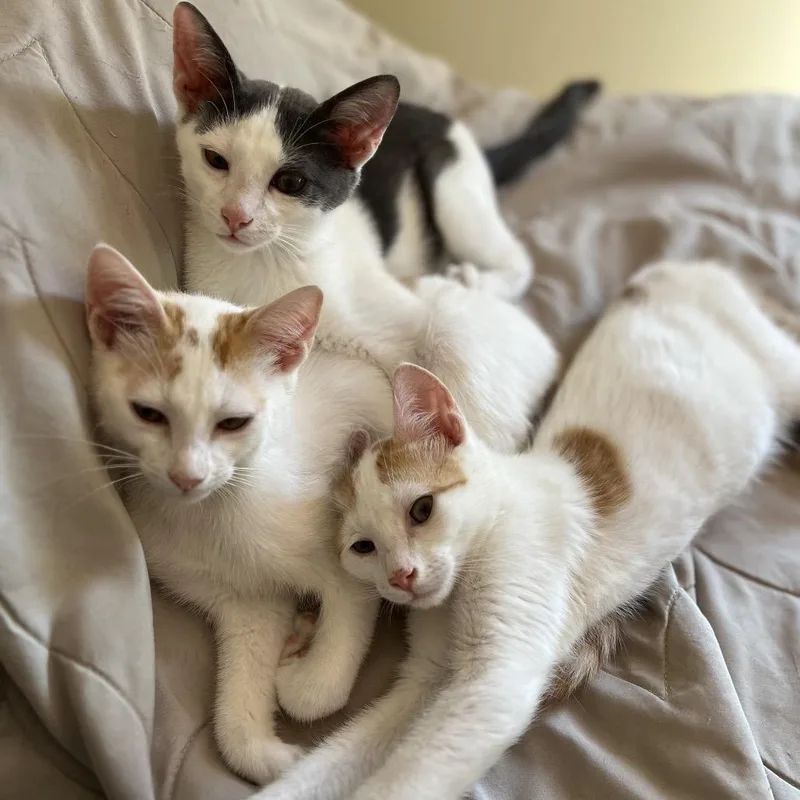 Cuddlebug thumbnail 2