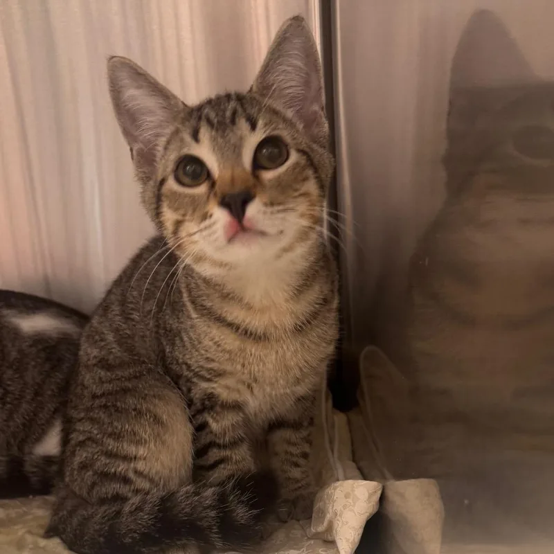 A baby medium-sized male Domestic Short Hair cat named Jeremey for adoption in Tampa, FL