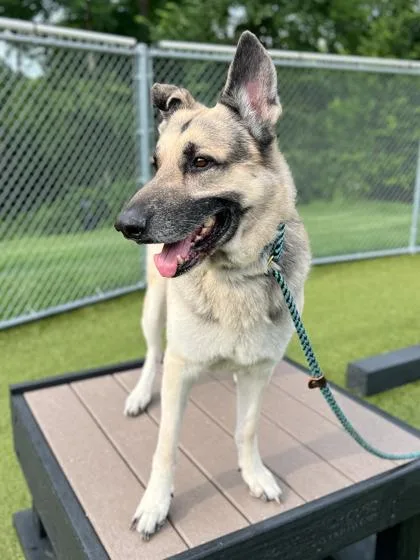 An adult large-sized male German Shepherd Dog dog named Atlas for adoption in Fishers, IN