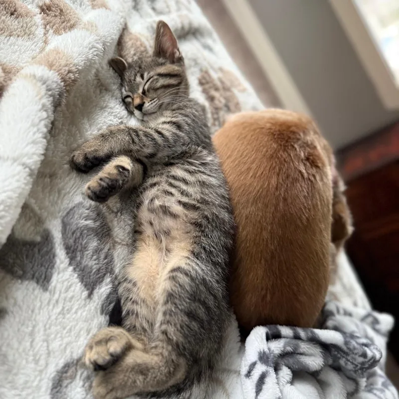 A baby small-sized female Brown / Chocolate Domestic Short Hair cat named Nala for adoption in Houston, TX