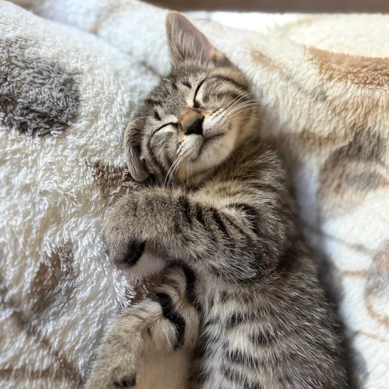 Nala thumbnail 2