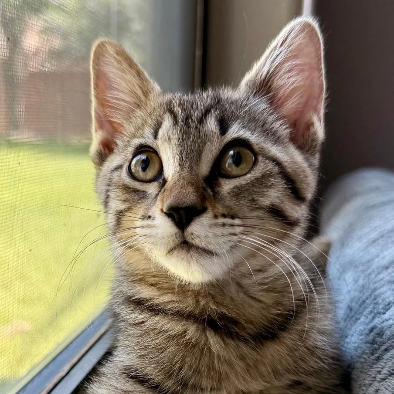 Nala thumbnail 3