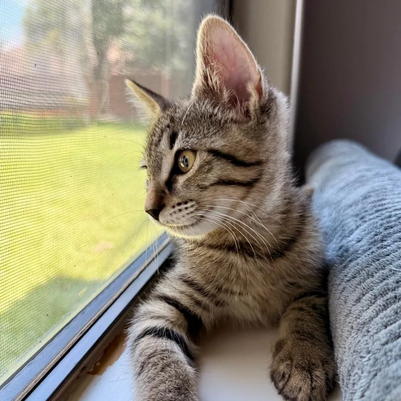 Nala thumbnail 4