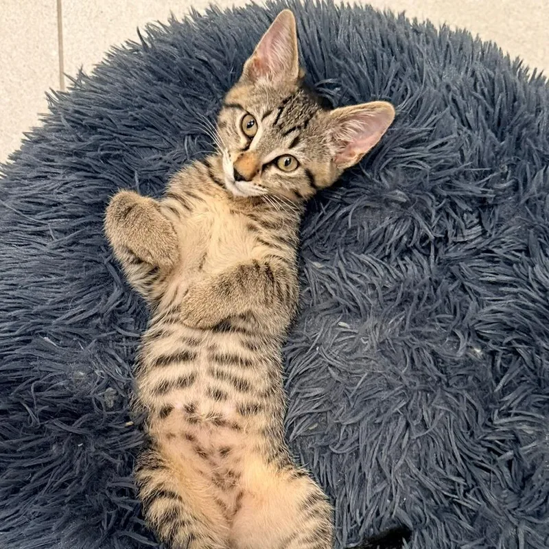 Nala thumbnail 5