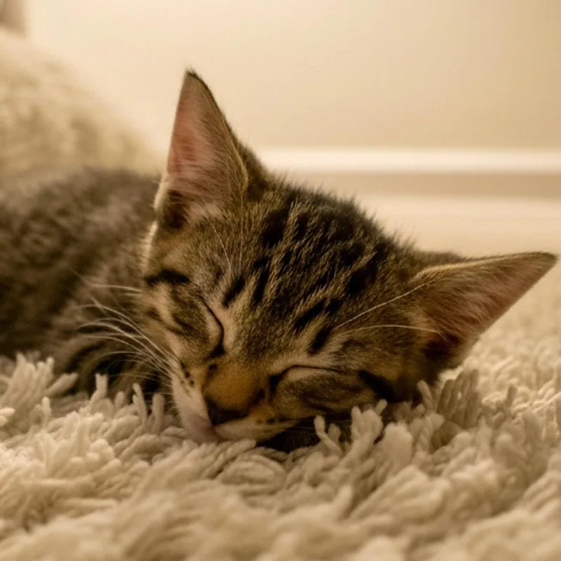 Nala thumbnail 6