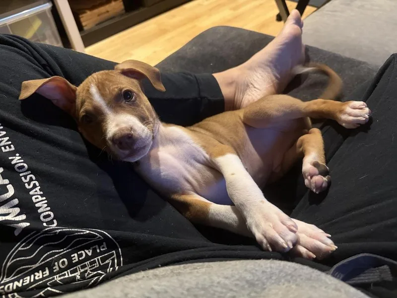 A baby medium-sized male Yellow / Tan / Blond / Fawn Mixed Breed dog named Bay Of Cadiz for adoption in Waunakee, WI