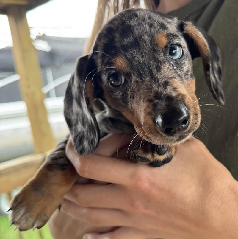 A baby small-sized male Gray / Blue / Silver Dachshund dog named Peanut for adoption in West Bloomfield, MI
