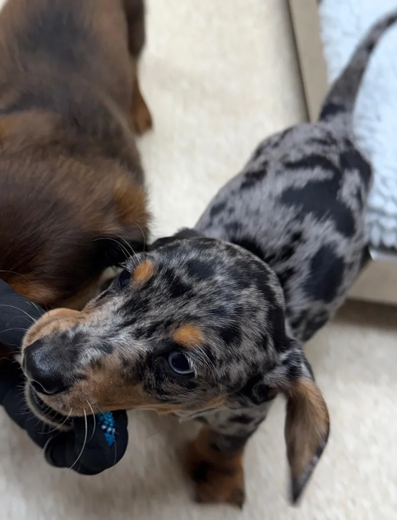 Peanut thumbnail 2