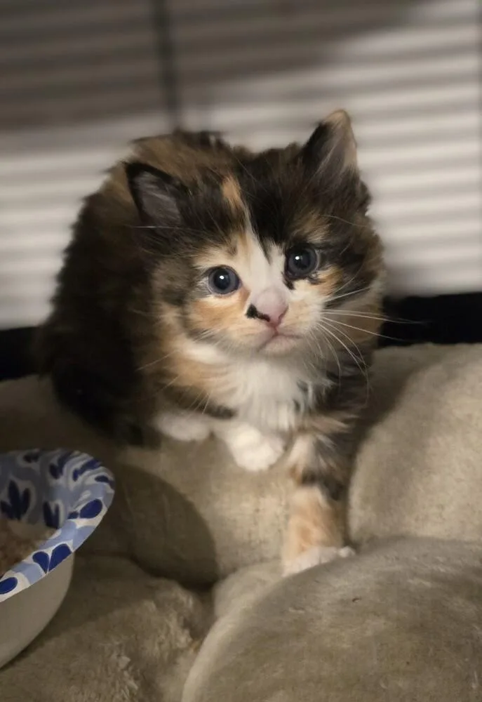 A baby small-sized female Black & White / Tuxedo Domestic Long Hair cat named Fawkes for adoption in Pacifica, CA