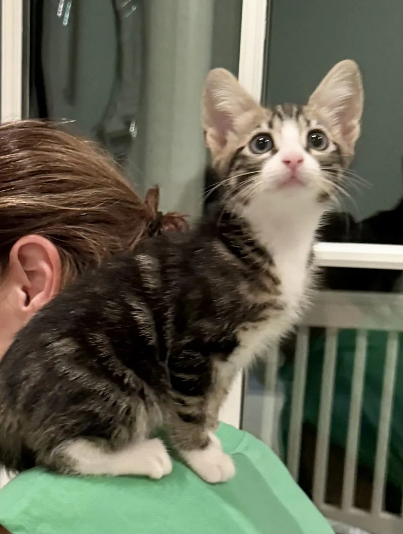 A young medium-sized male Domestic Short Hair cat named Pan for adoption in Charleston, SC