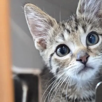 A baby small-sized male Domestic Short Hair cat named Chips for adoption in Voorhees, NJ