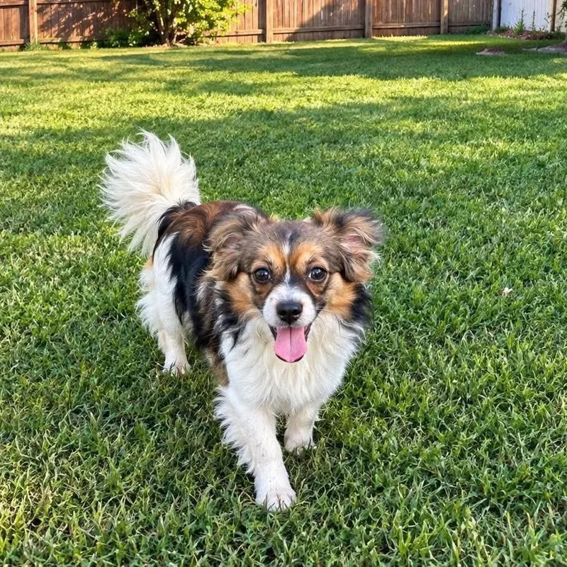 A young small-sized male Papillon dog named Gilligan for adoption in Cleveland, TN