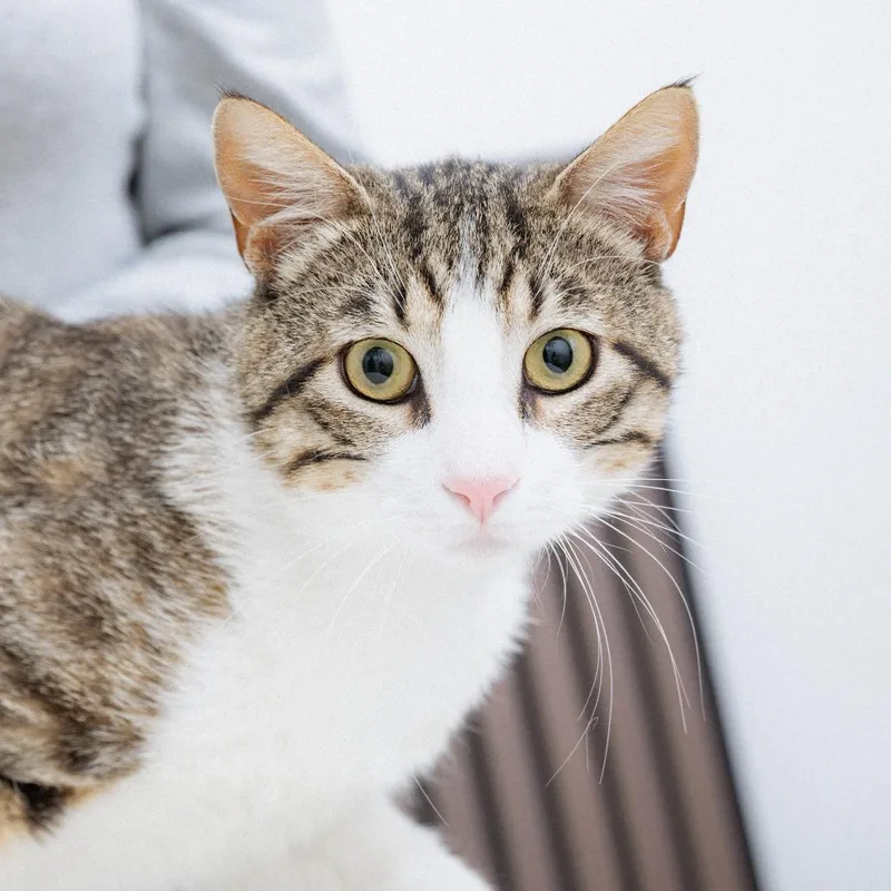 An adult large-sized male Domestic Short Hair cat named Grimalkin for adoption in Los Angeles, CA