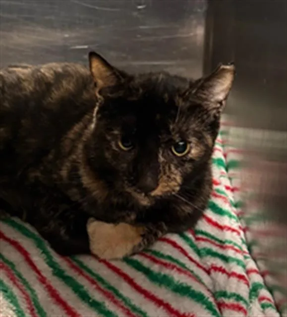 A young medium-sized female Domestic Short Hair cat named Callie for adoption in Dallas, TX