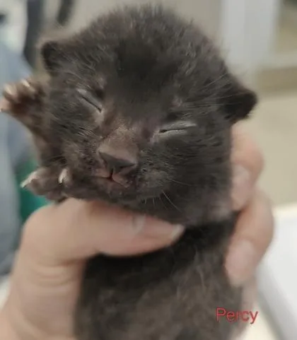 A baby small-sized male Domestic Short Hair cat named Percy for adoption in Lafayette, IN