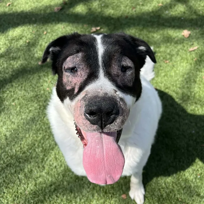 Shamrock thumbnail 2