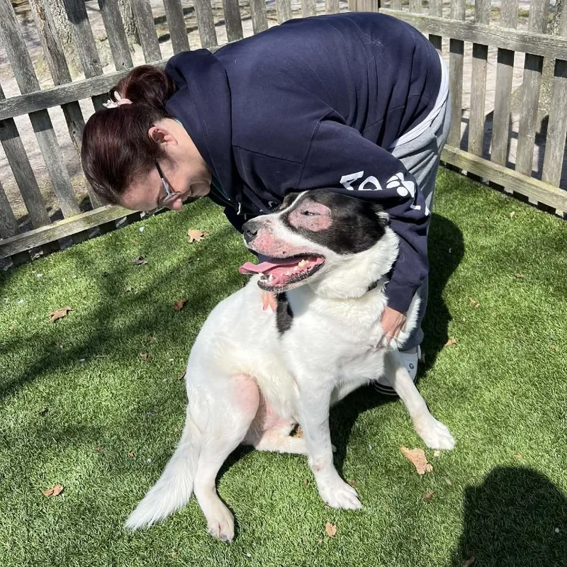 Shamrock thumbnail 3