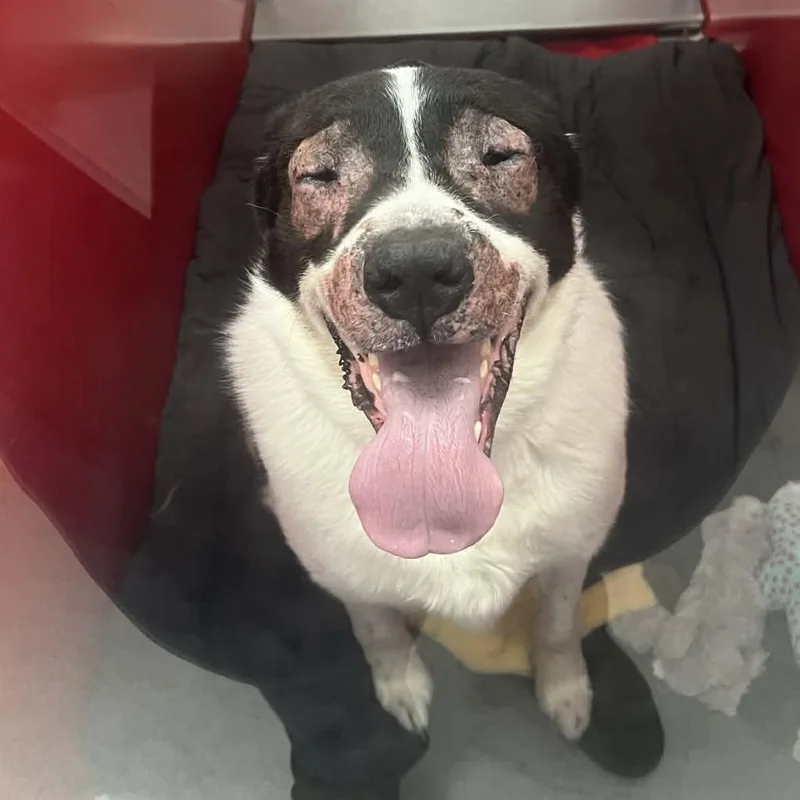 Shamrock thumbnail 4