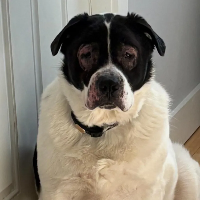 Shamrock thumbnail 5