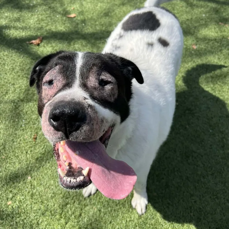 Shamrock thumbnail 6